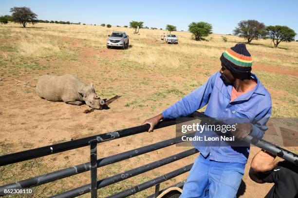 Farm worker looks on from safety as a black rhino begins to recover from the effects of a tranquiliser dart and a horn trim, at the ranch of rhino...