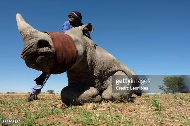 Member of the farm team stands with a sedated and blindfolded white rhino, before it has it's horn trimmed at the ranch of rhino breeder John Hume,...