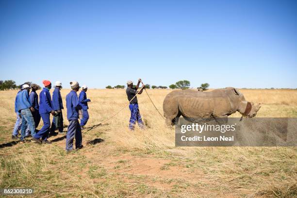 Blindfolded white rhino fights the effects of a tranquiliser dart before having it's horn trimmed, at the ranch of rhino breeder John Hume, on...