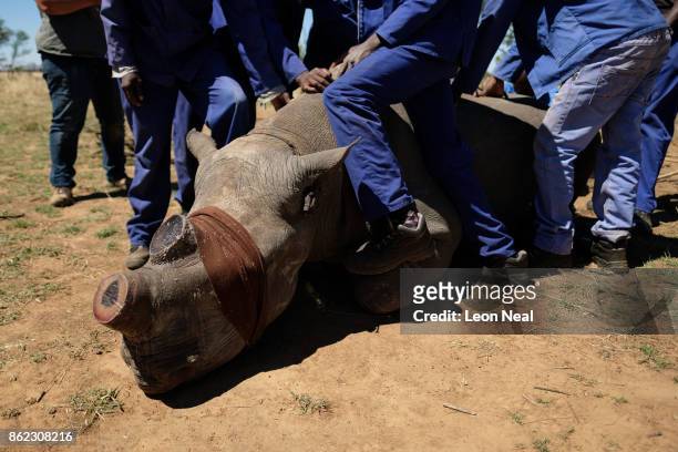 Sedated and blindfolded black rhino is held in place after having it's horn trimmed, at the ranch of rhino breeder John Hume, on October 16, 2017 in...
