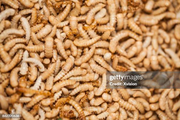 flour beetle larva cultured for feeding chicken - larva stock pictures, royalty-free photos & images