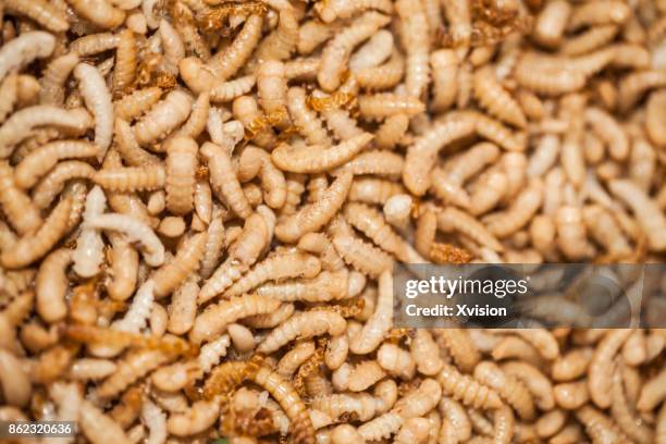 flour beetle larva cultured for feeding chicken - worm stock pictures, royalty-free photos & images