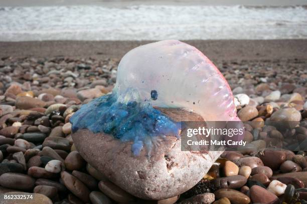 Jellyfish that have been washed up on Sidmouth beach by yesterday's ex-hurricane Ophelia are seen in Sidmouth on October 17, 2017 in Devon, England....