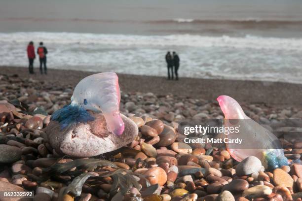 People walk besides Jellyfish that have been washed up on Sidmouth beach by yesterday's ex-hurricane Ophelia in Sidmouth on October 17, 2017 in...