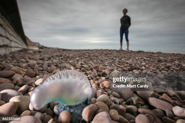 Beach walker poses for a photograph besides Jellyfish that have been washed up on Sidmouth beach by yesterday's ex-hurricane Ophelia in Sidmouth on...