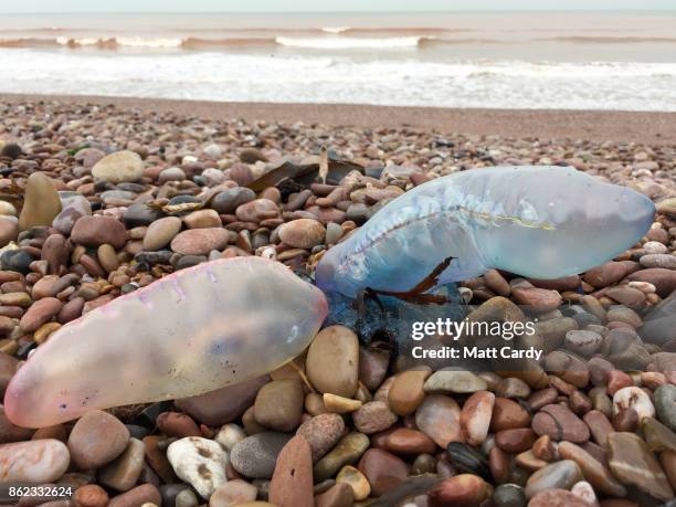 Jellyfish that have been washed up on Sidmouth beach by yesterday's ex-hurricane Ophelia are seen in Sidmouth on October 17, 2017 in Devon, England....