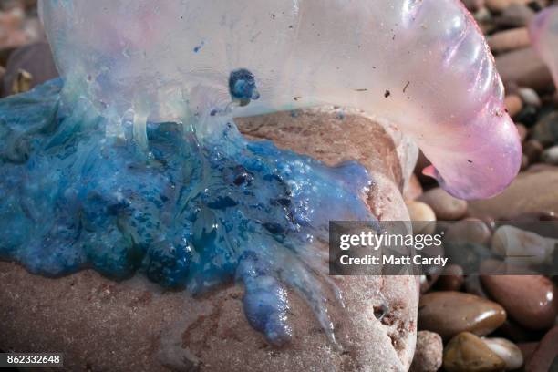 Jellyfish that have been washed up on Sidmouth beach by yesterday's ex-hurricane Ophelia are seen in Sidmouth on October 17, 2017 in Devon, England....