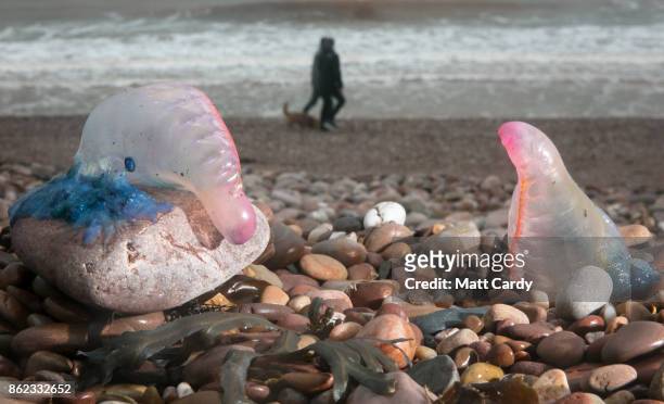 People walk besides Jellyfish that have been washed up on Sidmouth beach by yesterday's ex-hurricane Ophelia in Sidmouth on October 17, 2017 in...