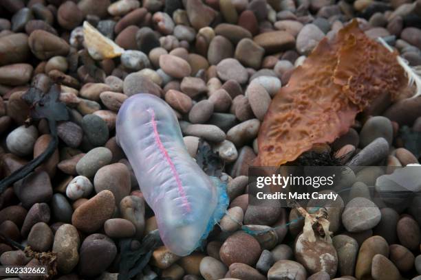 Jellyfish that have been washed up on Sidmouth beach by yesterday's ex-hurricane Ophelia are seen in Sidmouth on October 17, 2017 in Devon, England....