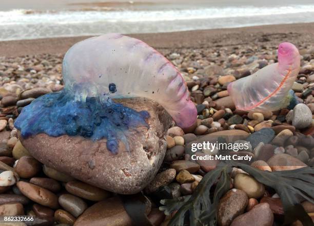 Jellyfish that have been washed up on Sidmouth beach by yesterday's ex-hurricane Ophelia are seen in Sidmouth on October 17, 2017 in Devon, England....