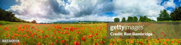 panoramic landscape of poppy field - hampshire stockfoto's en -beelden