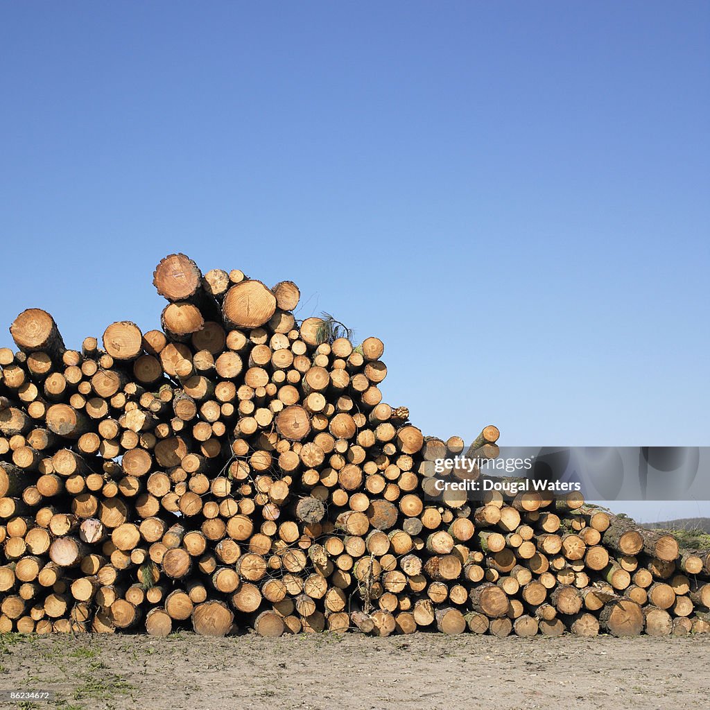 Stack of logs against blue sky.