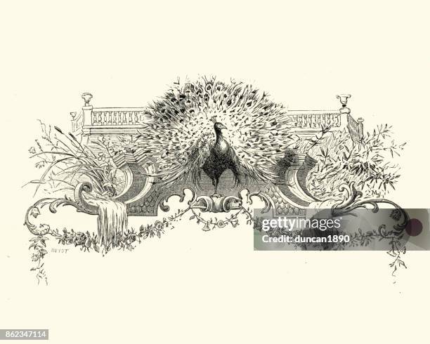 manon lescaut - peacock - vintage peacock stock illustrations