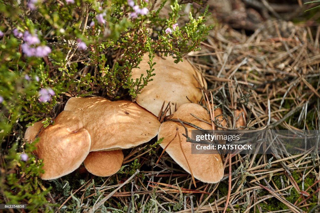 Bovine bolete mushrooms