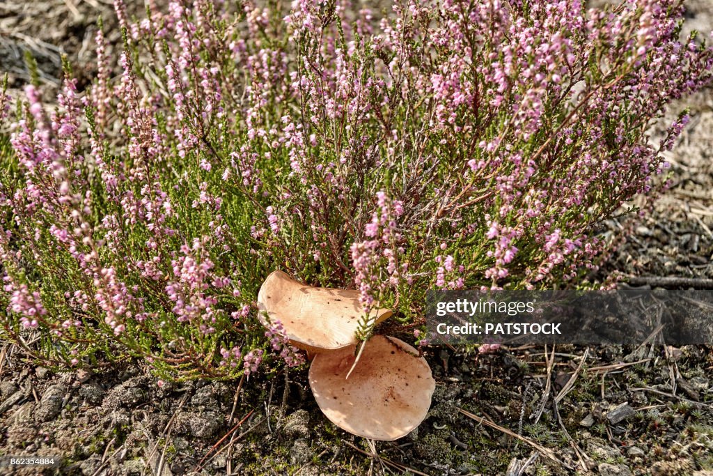 Bovine bolete mushrooms