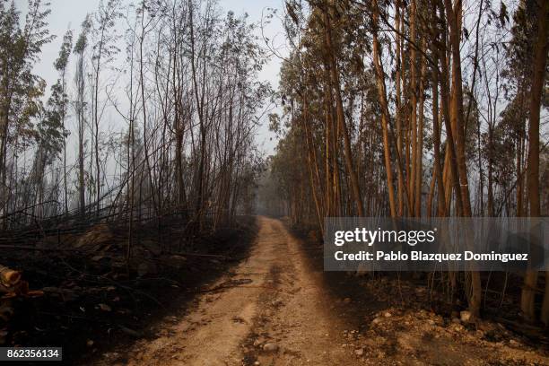 Trees are burnt near Penacova on October 17, 2017 in Coimbra region, Portugal. At least 37 people have died in fires in Portugal and 4 others in...