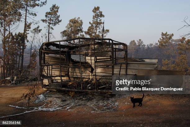 Cat walks past a burnt caravan in the village of Sao Pedro de Alva near Penacova on October 17, 2017 in Coimbra region, Portugal. At least 37 people...