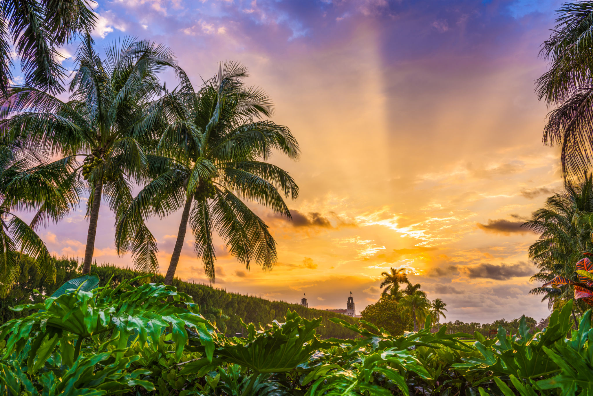 palm beach landscape