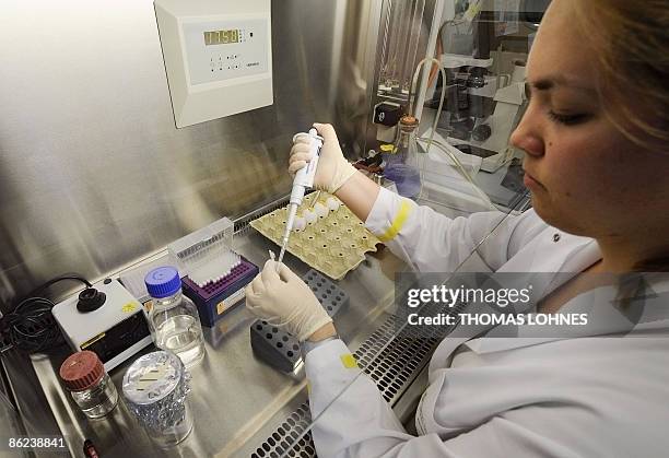 Scientist Isabell Wendel infects chicken embryos in their eggs with the swine flu virus H1N1 on April 27, 2009 at the Virology Institute for of the...