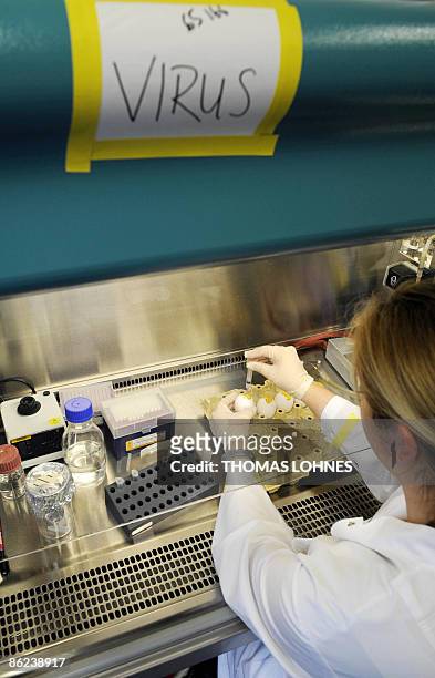 Scientist Isabell Wendel infects chicken embryos in their eggs with the swine flu virus H1N1 on April 27, 2009 at the Virology Institute for of the...