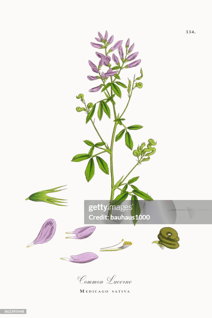 Common Lucerne, Medicago sativa, Victorian Botanical Illustration, 1863