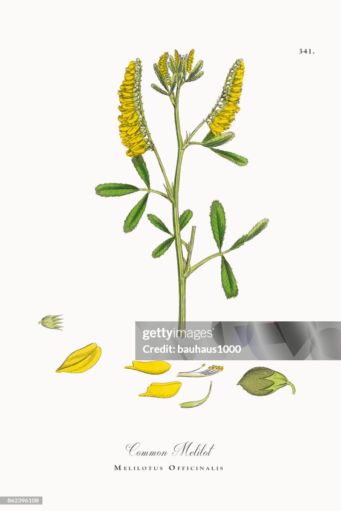 Common Melilot, Melilotus Officinalis, Victorian Botanical Illustration, 1863