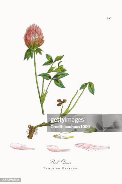 red clover, trifolium pratense, victorian botanical illustration, 1863 - clover sprouts stock illustrations