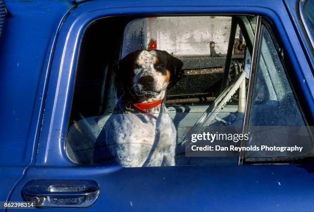 dog in old pick up truck - country and western music stock pictures, royalty-free photos & images