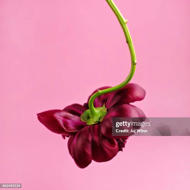 red peony - upside down flowers stock pictures, royalty-free photos & images