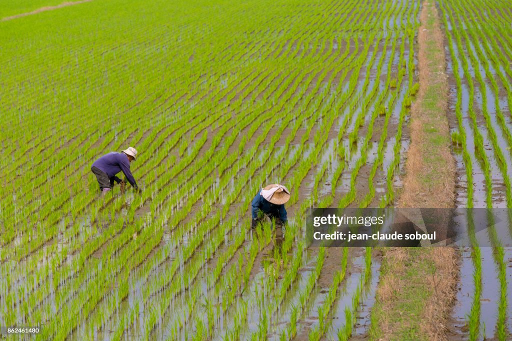 Two Peasants working in a rice field, in Chiang Rai (Thailand)