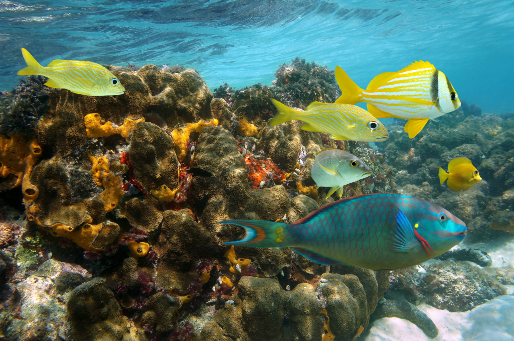 jamaica snorkeling