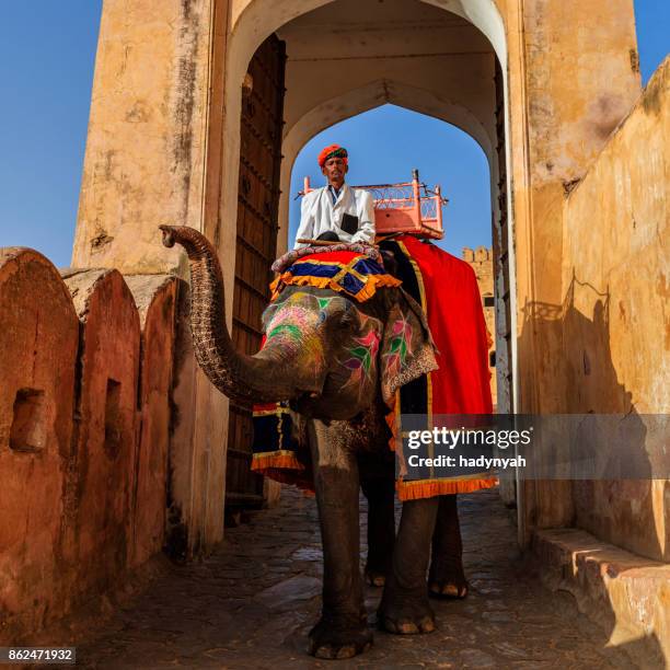 indian man (mahout) riding on elephant near amber fort, jaipur, india - indian elephant stock pictures, royalty-free photos & images