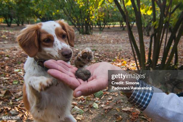 Gianni Monchiero, president of the University of truffle dogs in Roddi, lets his dog smell a truffle to train them on October 17, 2017 in the Barolo...