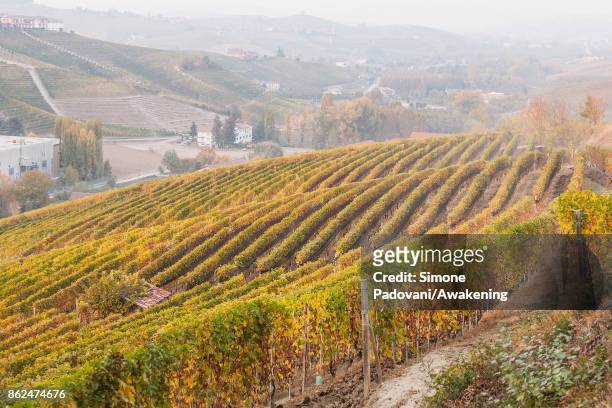 View of the vineyards of Barolo is seen on October 17, 2017 in the Barolo region , Italy. Because of the high summer temperatures, Barolo's harvest...