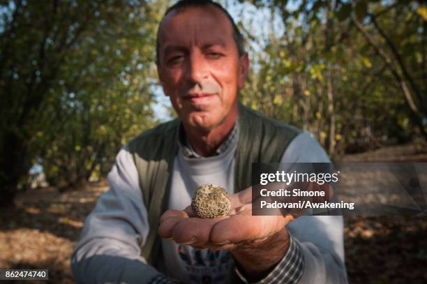 Gianni Monchiero, president of the University of truffle dogs in Roddi, shows a truffle founded by his dogs on October 17, 2017 in the Barolo region...