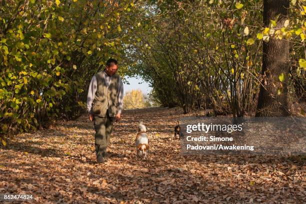 Gianni Monchiero, president of the University of truffle dogs in Roddi, searchs truffles with his dogs on October 17, 2017 in the Barolo region ,...