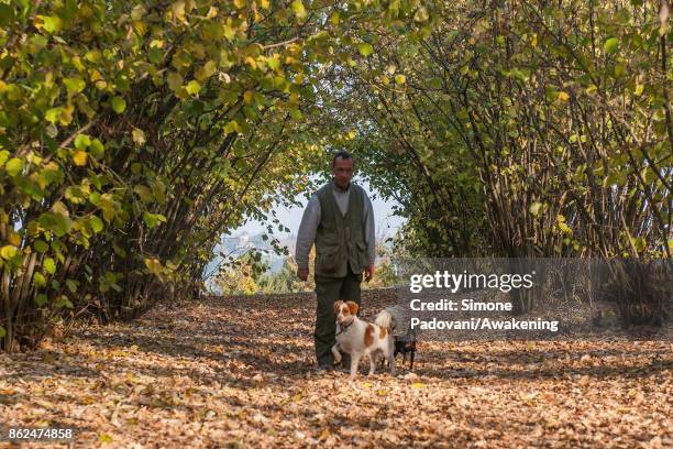 Gianni Monchiero, president of the University of truffle dogs in Roddi, searchs truffles with his dogs on October 17, 2017 in the Barolo region ,...