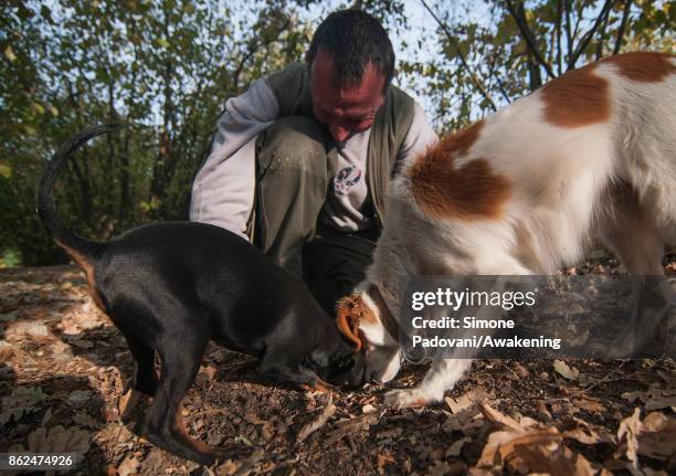 Gianni Monchiero, president of the University of truffle dogs in Roddi, looks at his dogs while they dig to extract a truffle on October 17, 2017 in...