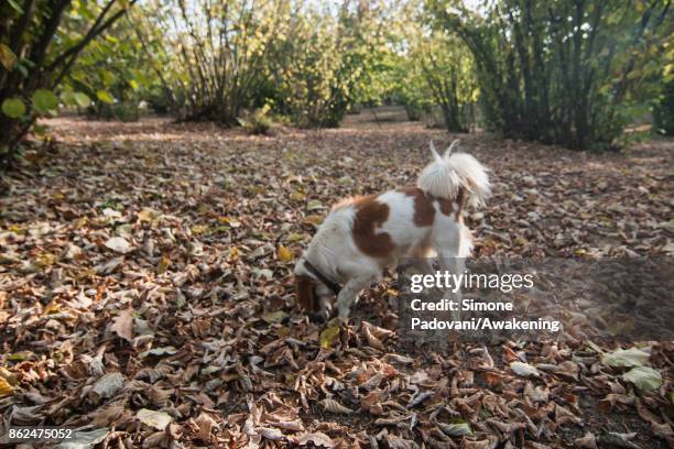 Dog searches for a truffle on October 17, 2017 in the Barolo region , Italy. Because of the high summer temperatures, Barolo's harvest has been...