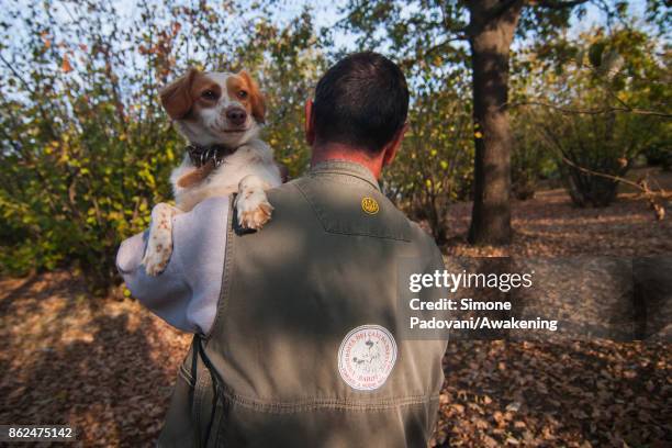 Gianni Monchiero, president of the University of truffle dogs in Roddi, searchs truffles with his dogs on October 17, 2017 in the Barolo region ,...