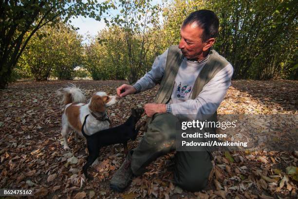 Gianni Monchiero, president of the University of truffle dogs in Roddi, gives a reward to his dogs after they have found a truffle on October 17,...