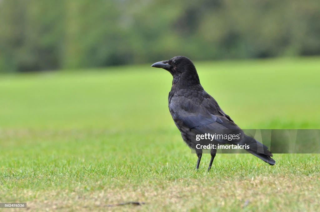Black crow, Corvus corone, common crow