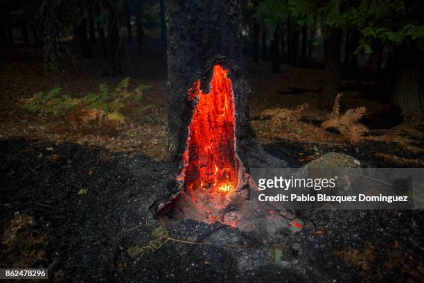 Tree burns near Vouzela on October 17, 2017 in Viseu region, Portugal. At least 41 people have died in fires in Portugal and 4 others in Spain as...
