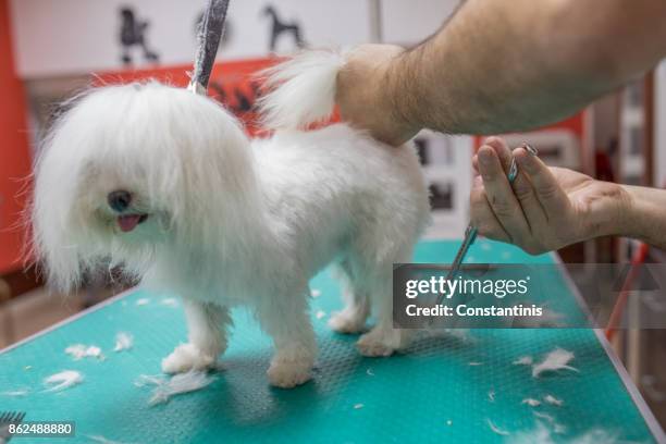 welpen die erste pflege erfahrung - puppys stock-fotos und bilder