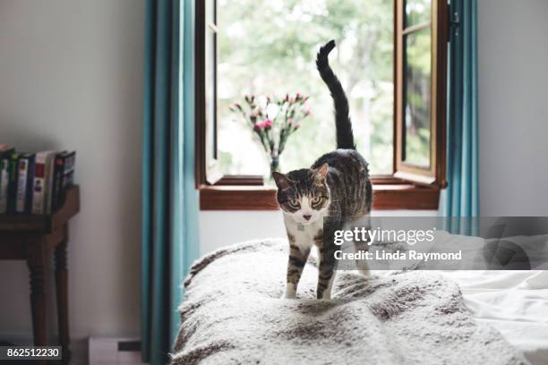 tabby cat on a bed - schwanz stock-fotos und bilder