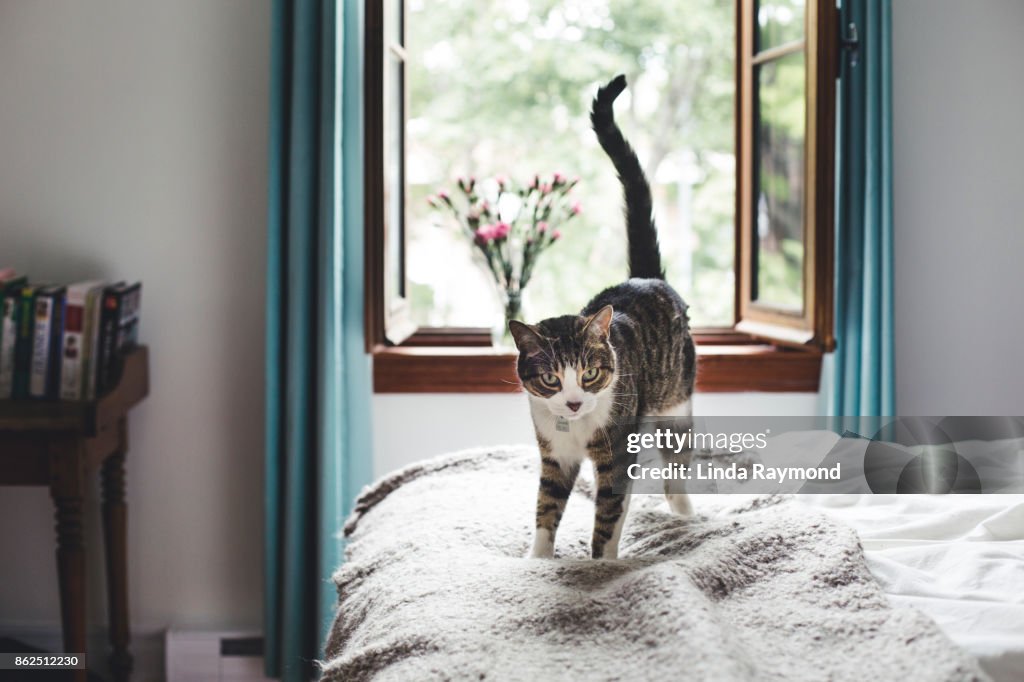 Tabby cat on a bed