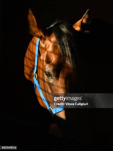 Jon Snow enjoys the early morning sunshine in the stable after a Trackwork Session at Flemington Racecourse on October 18, 2017 in Melbourne,...