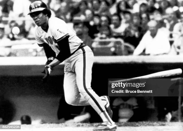 Rod Carew of the California Angels lays down the bunt during an MLB game against the Cleveland Indians on May 28, 1983 at Cleveland Stadium in...