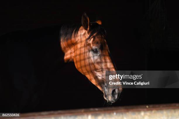 Bonneval enjoys the early morning sunshine in the stable after a Trackwork Session at Flemington Racecourse on October 18, 2017 in Melbourne,...