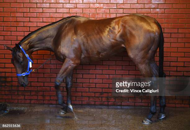 Bonneval is hosed down after a Trackwork Session at Flemington Racecourse on October 18, 2017 in Melbourne, Australia. Murray Baker & Andrew Forsman...